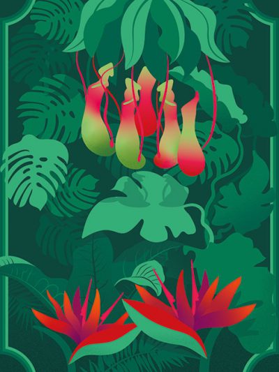 Digital illustration (vector illustration) depicting tropical flora: Tropical pitcher plants (Nepenthes), Swiss cheese plant (Monstera deliciosa), Bird of paradise flower (Strelitzia), and banana tree.