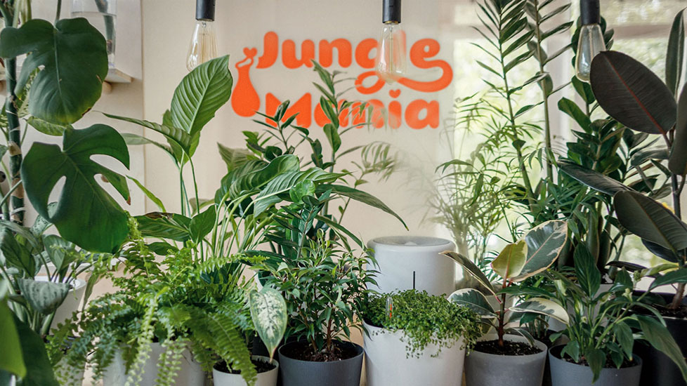 Tropical plant shop depicting a variety of tropical plants in pots. Behind the plants there is visible the brand logotype - Jungle Mania.
